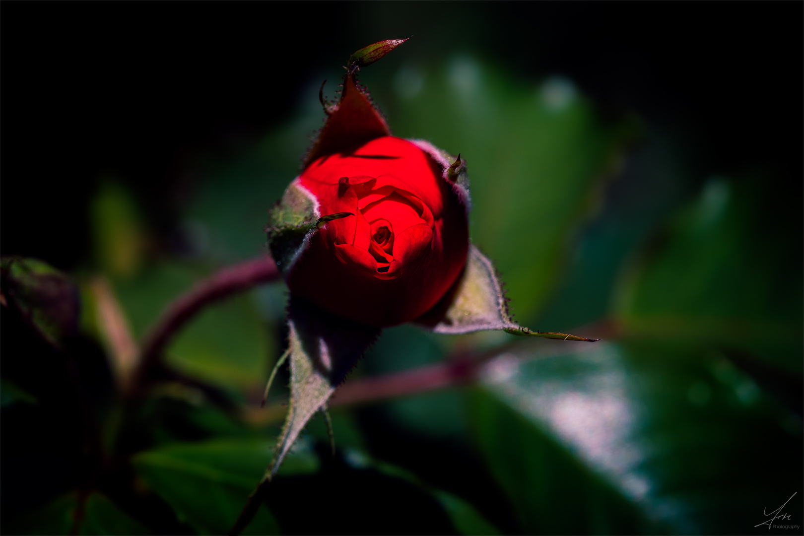 last rose