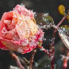 Last Rose In Winter