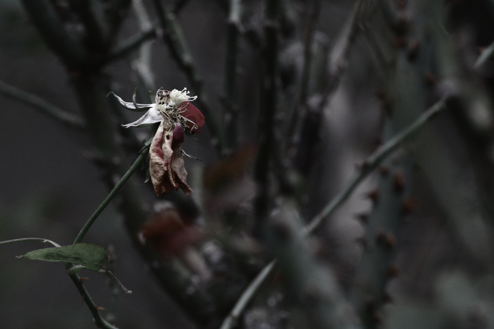 last rose of summer