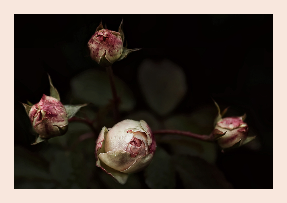 Last rose.... Rosen aus meinem Garten (39)