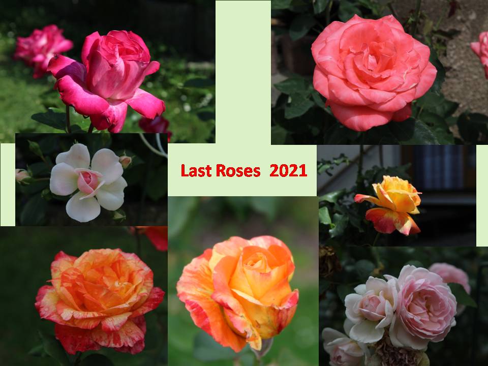 last roses 2021