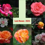 last roses 2021