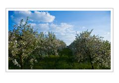 last spring blossoms