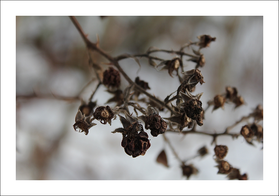 - last-summer-berries -