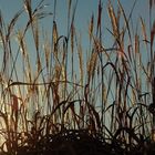 last sun reeds