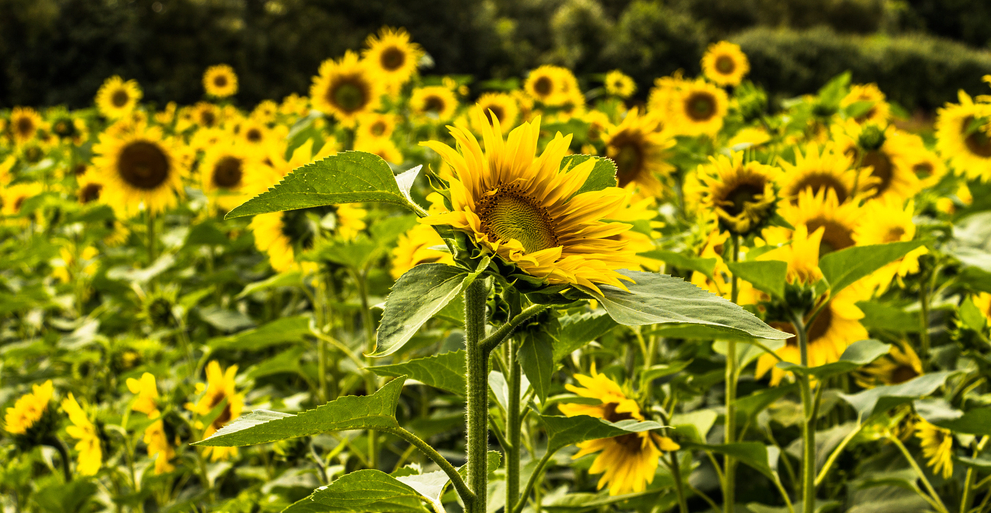 Last Sunflower 2014