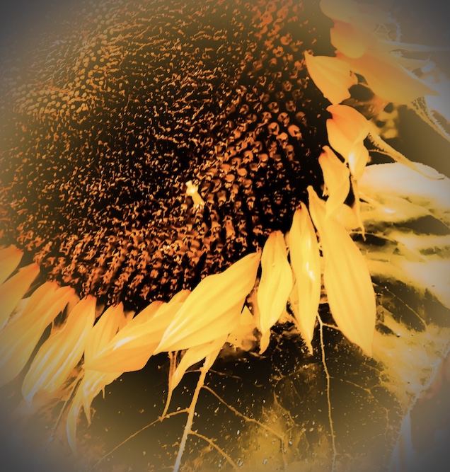 Last sunflower
