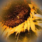 Last sunflower