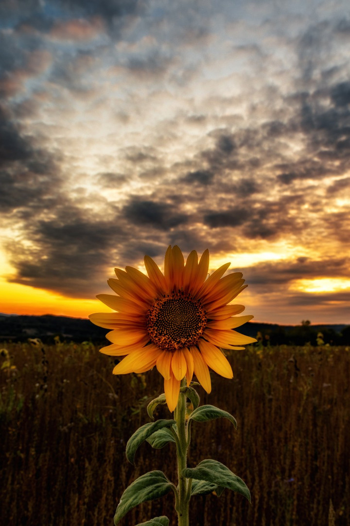 Last Sunflower