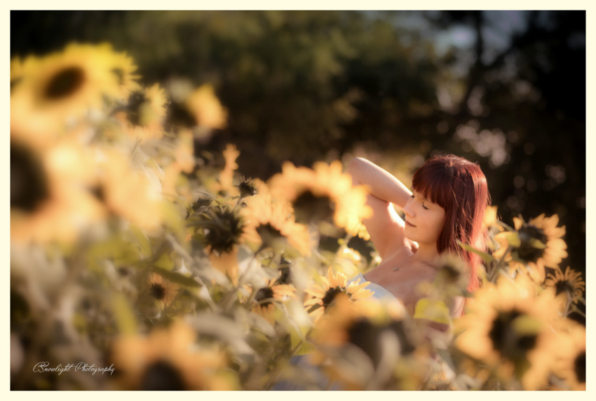 Last Sunflowers - Last Summergirl