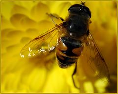 Last taste of summer - letzter Sommergruss