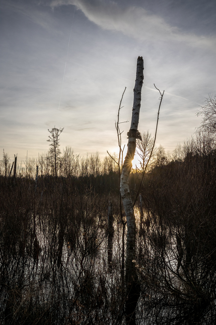 last tree standing 