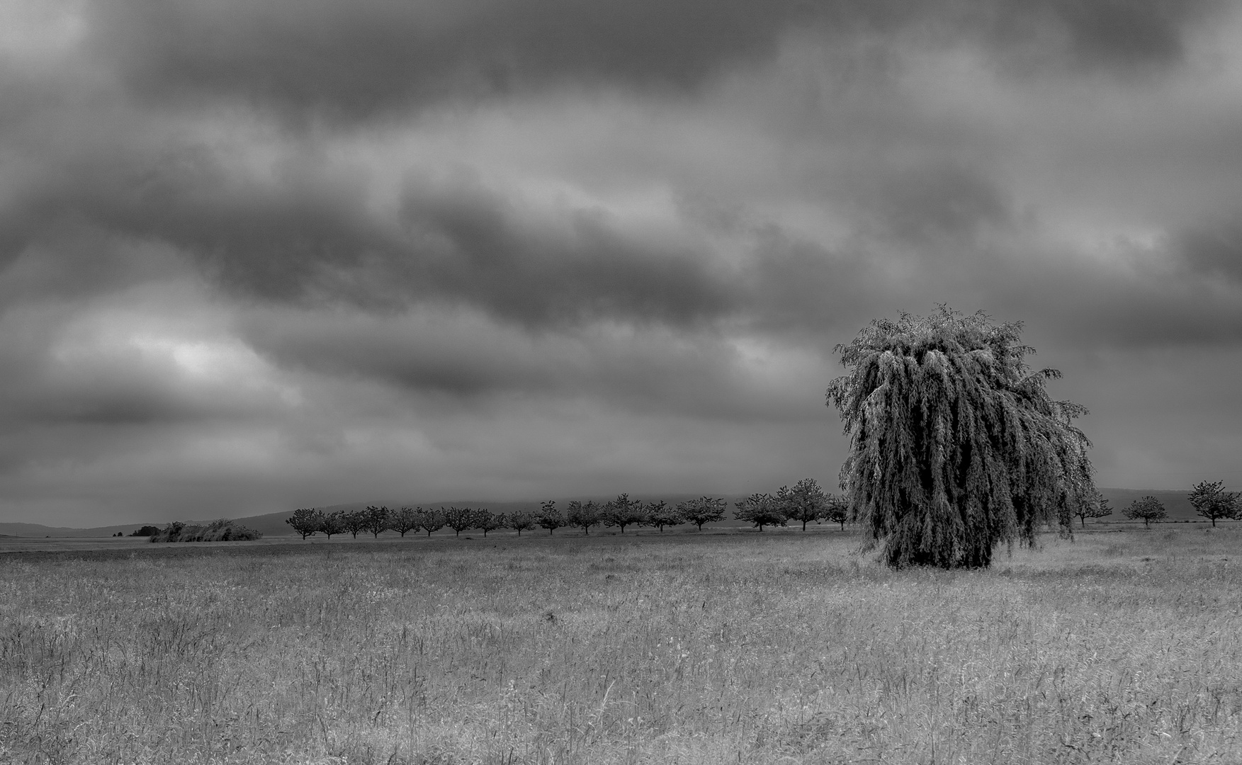 Last Tree Standing