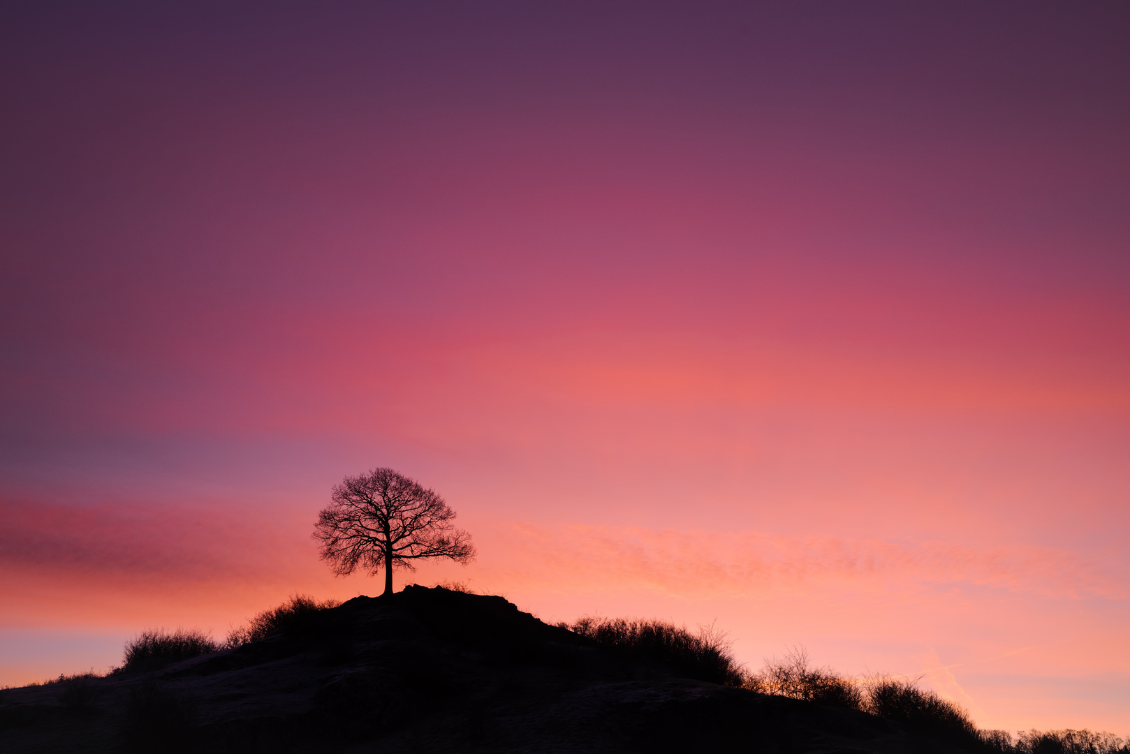 Last Tree Standing