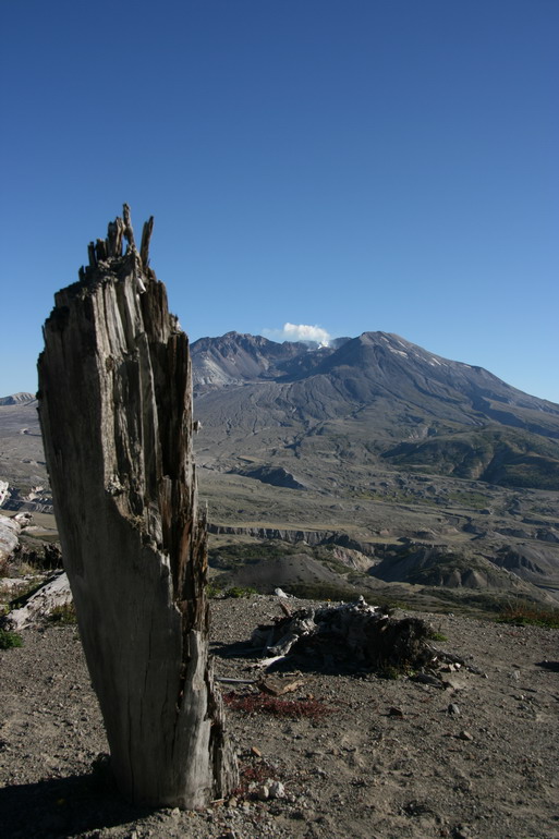 Last tree standing...