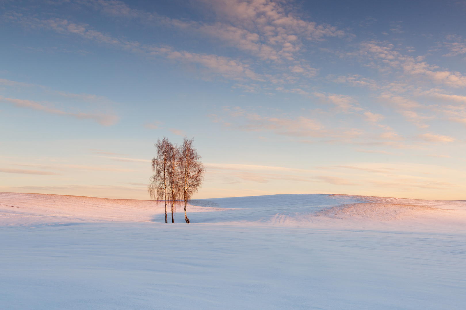 Last trees standing