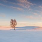 Last trees standing