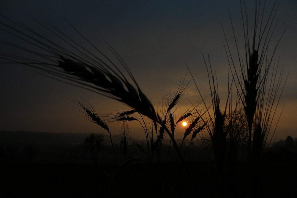 last wheat standing