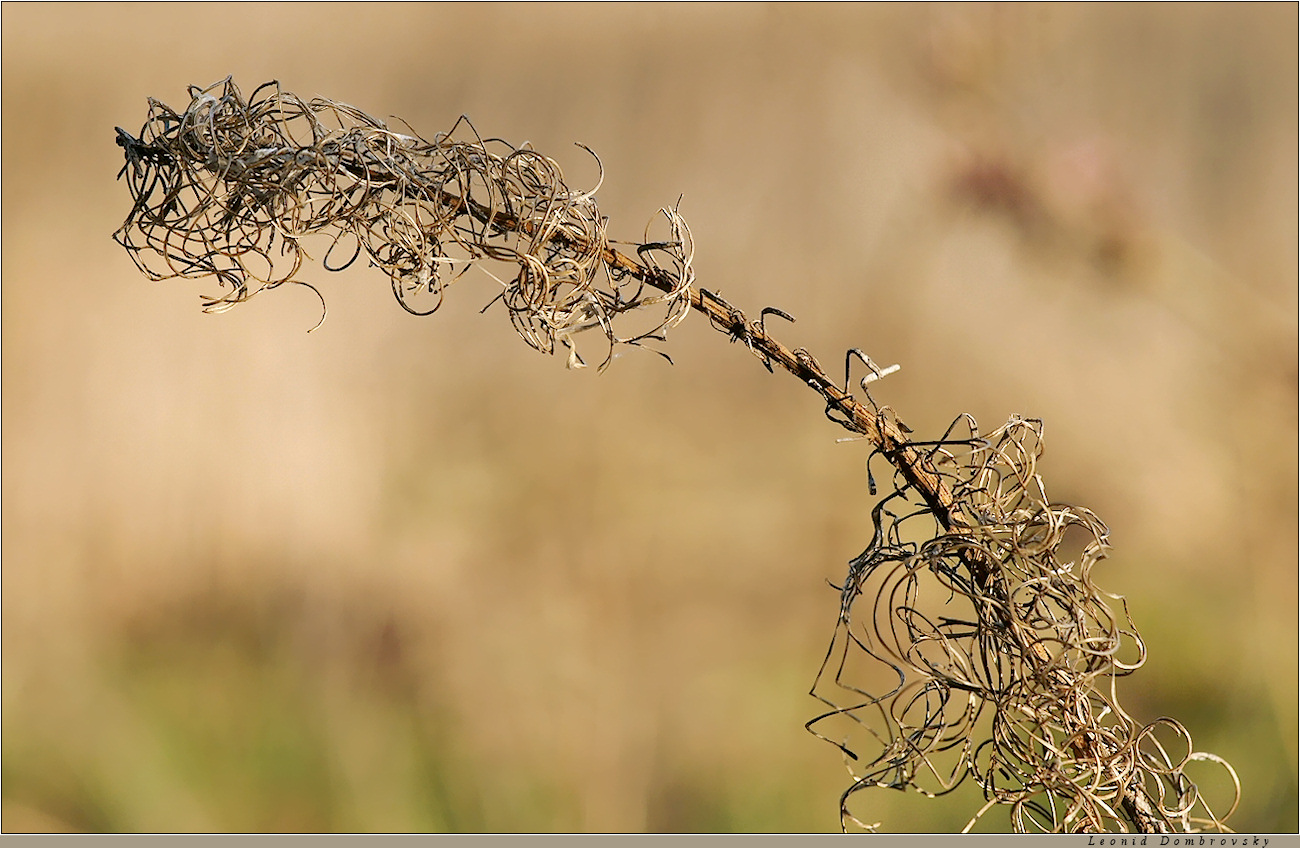 Last year fireweed