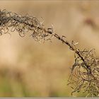 Last year fireweed