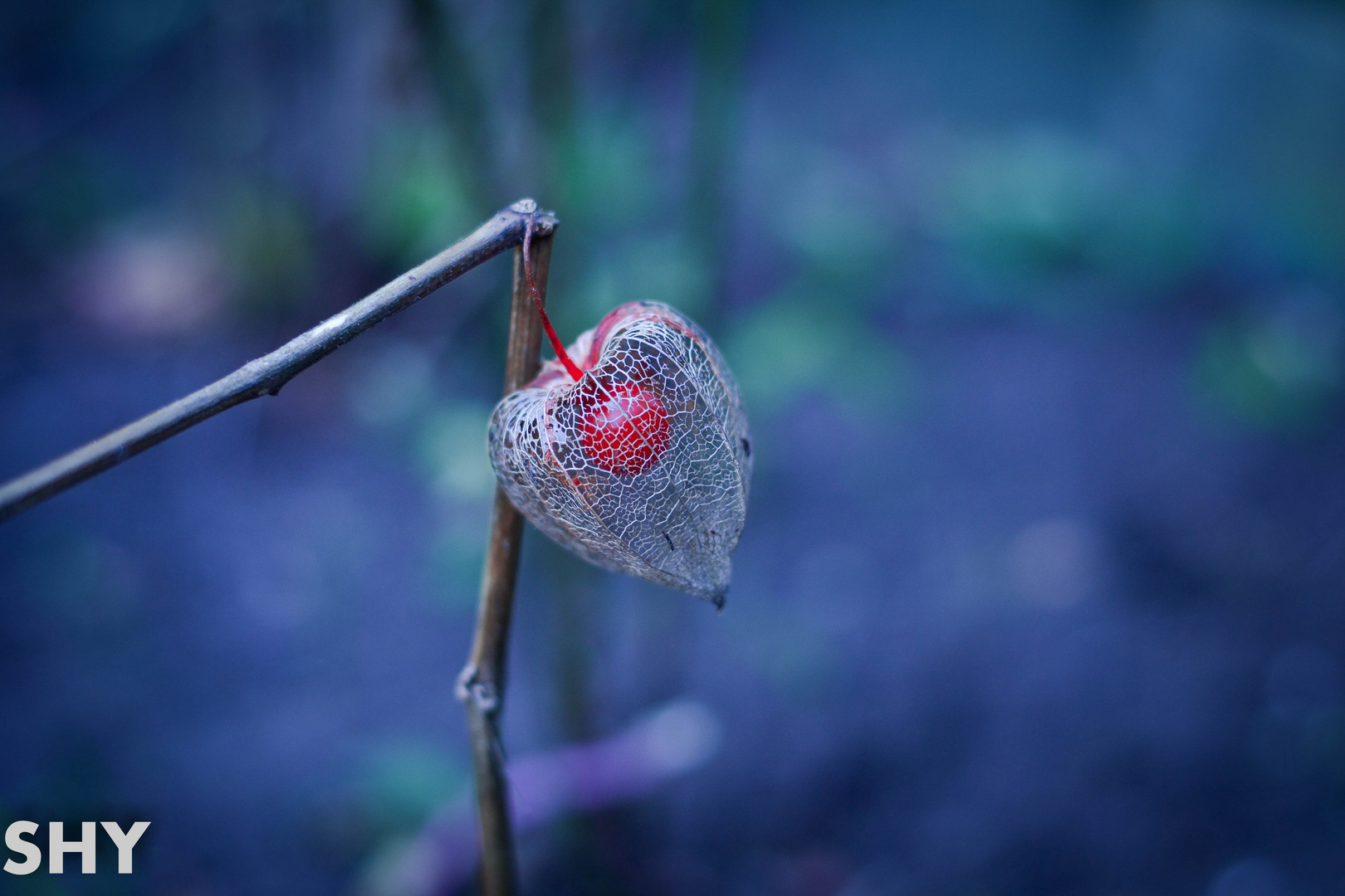 Last years winter cherry