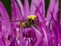 Lastenfliege mit Dachgepäck