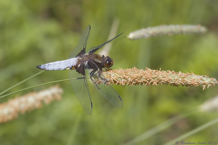 Lastenhubschrauber