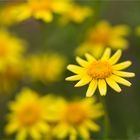 Lasthenia coronaria.