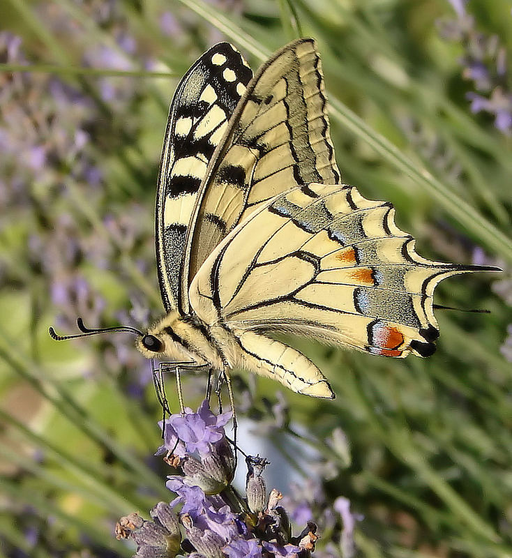 Lastovicar (Papilio machaon)