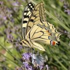 Lastovicar (Papilio machaon)