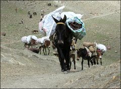 Lasttier - Ladakh (Himalaya)