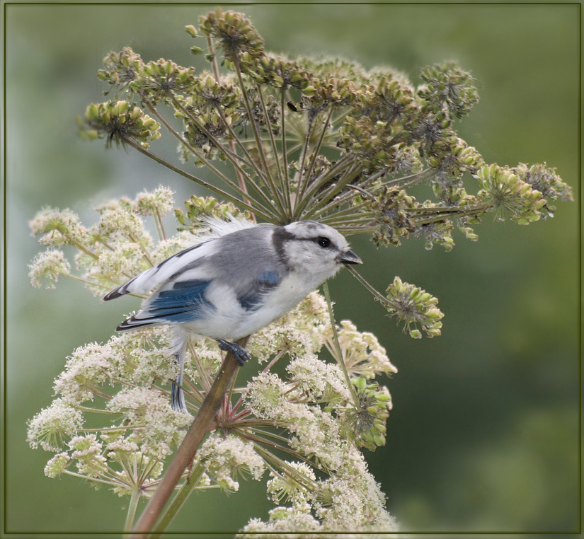 Lasurmeise Foto & Bild tiere, natur Bilder auf