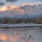 Late Afternoon at Trout Lake (2)