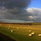 Late afternoon light