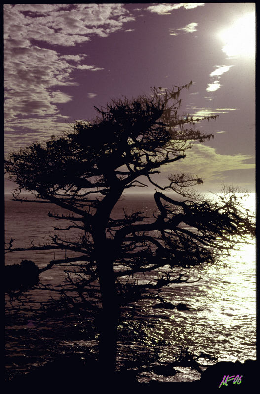 Late Afternoon of a Lone Cypress