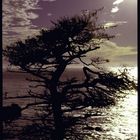 Late Afternoon of a Lone Cypress