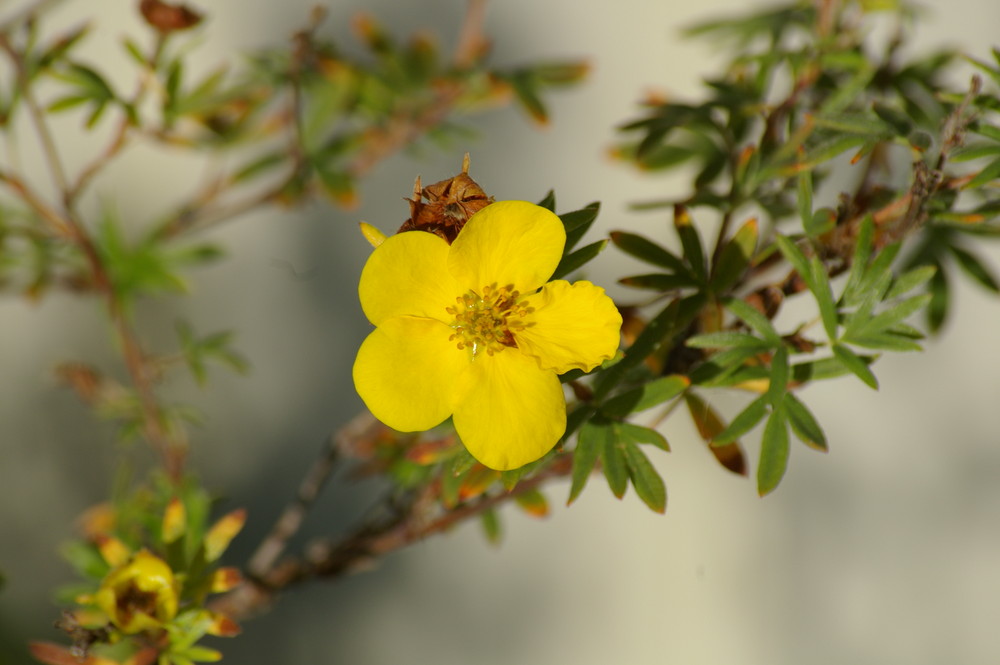 Late autum flower