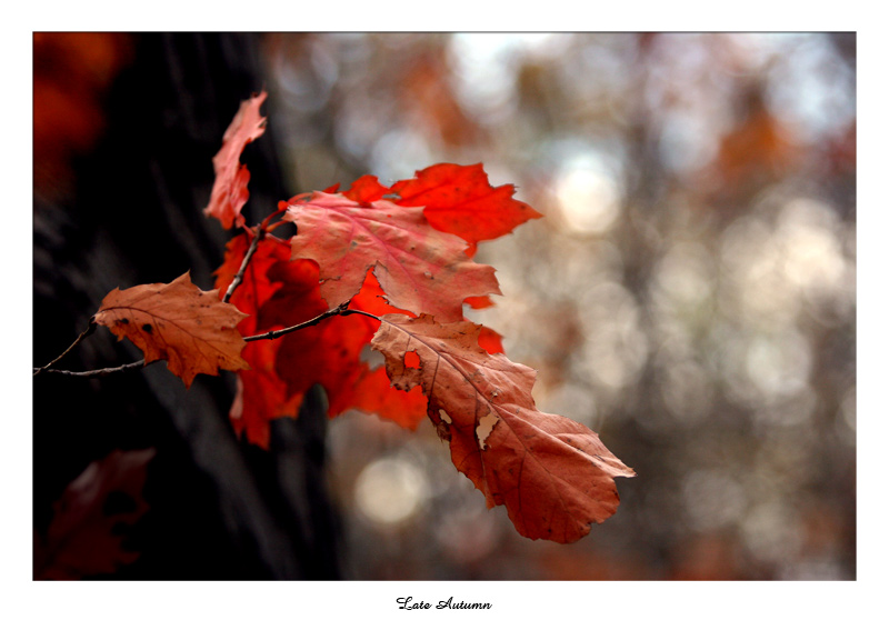 Late Autumn