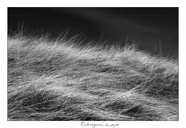 Late Autumn Grass 