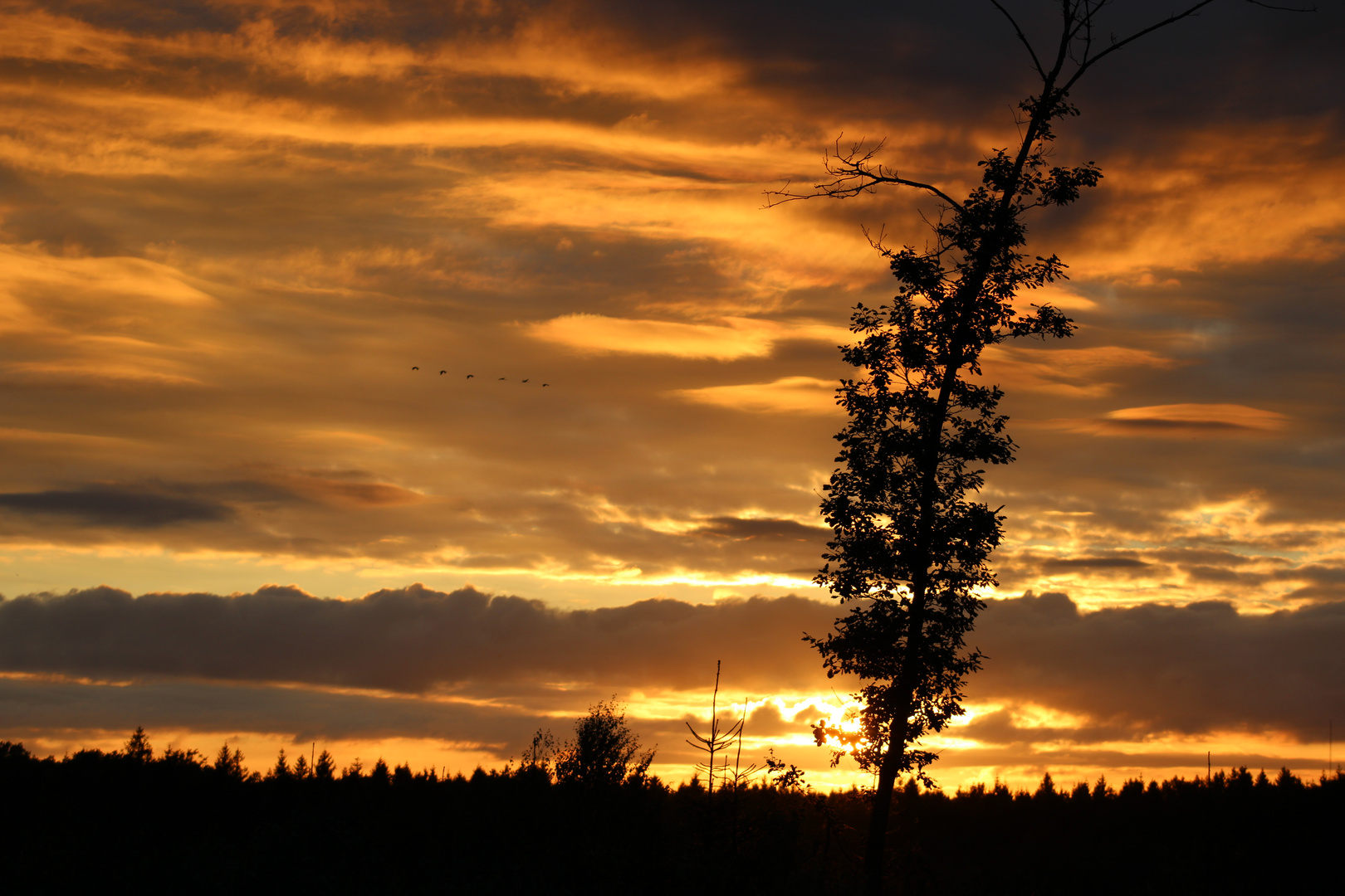 late evening when looking out for elks