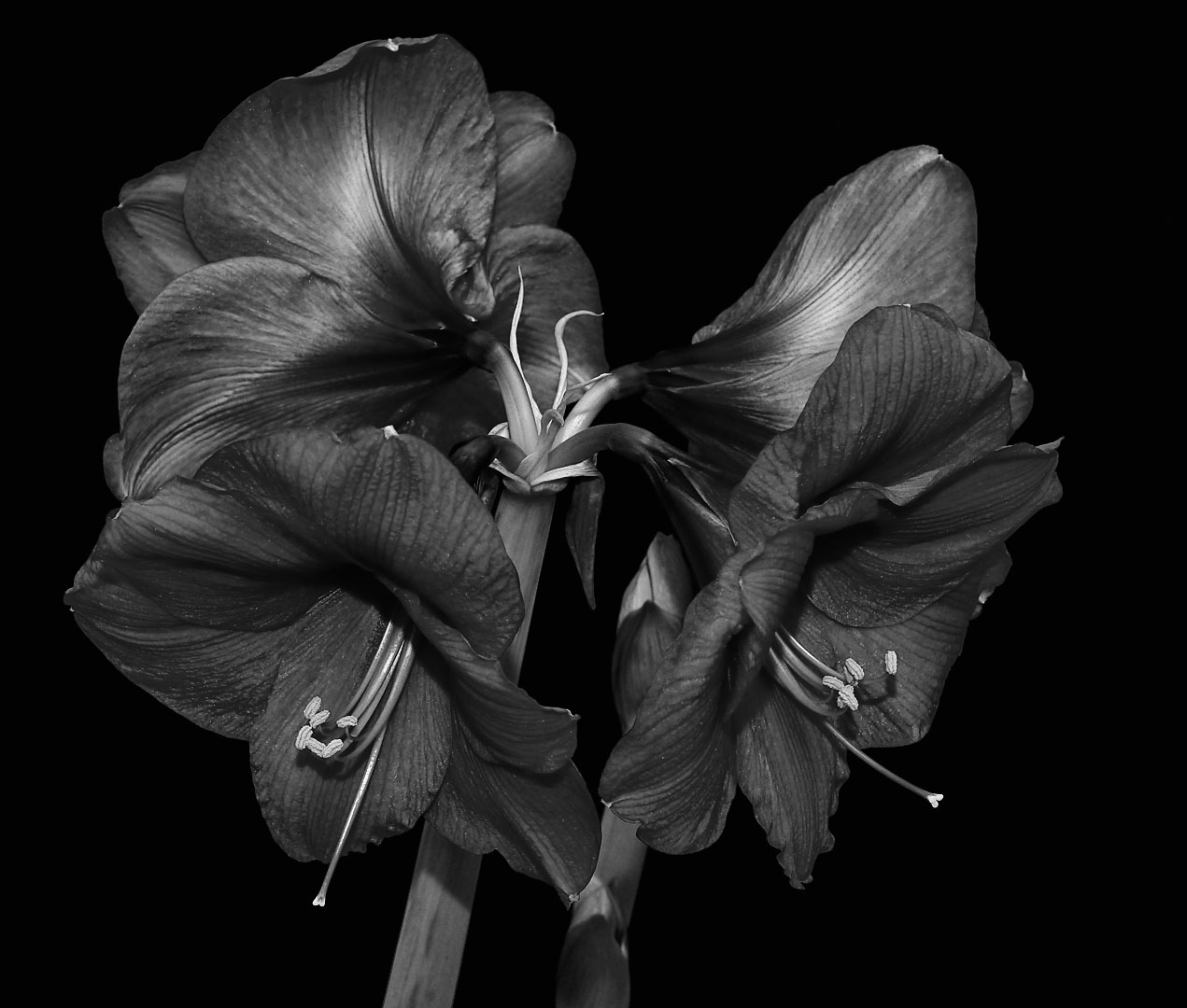 late flowering Amaryllis