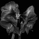 late flowering Amaryllis