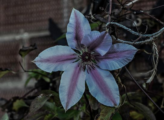 Late flowering Clematis 2025