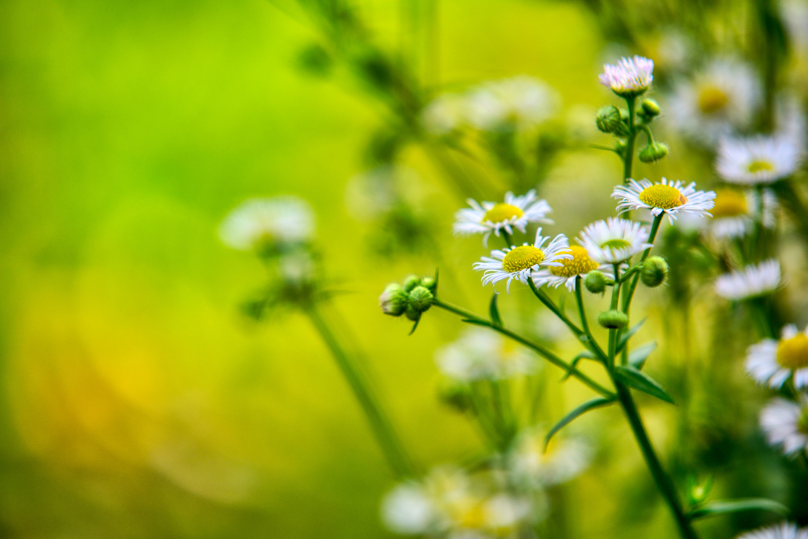 Late flowers