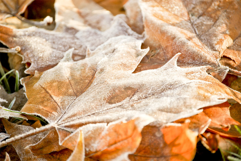 late leaf