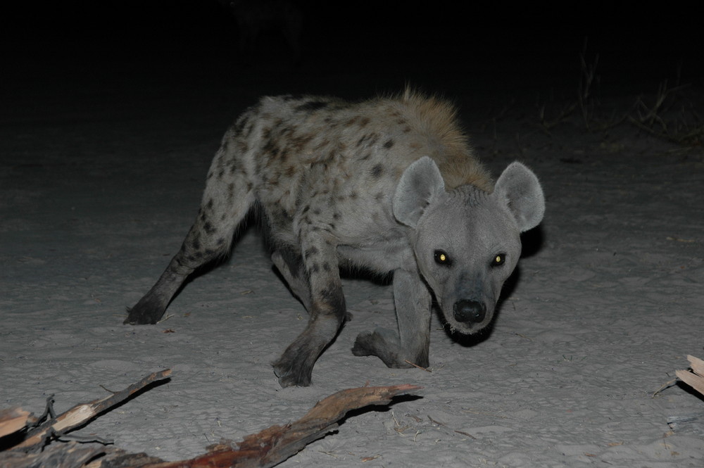 Late night visitor "Spotted Hyaena"