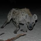 Late night visitor "Spotted Hyaena"