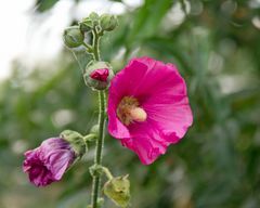 Late summer beauty