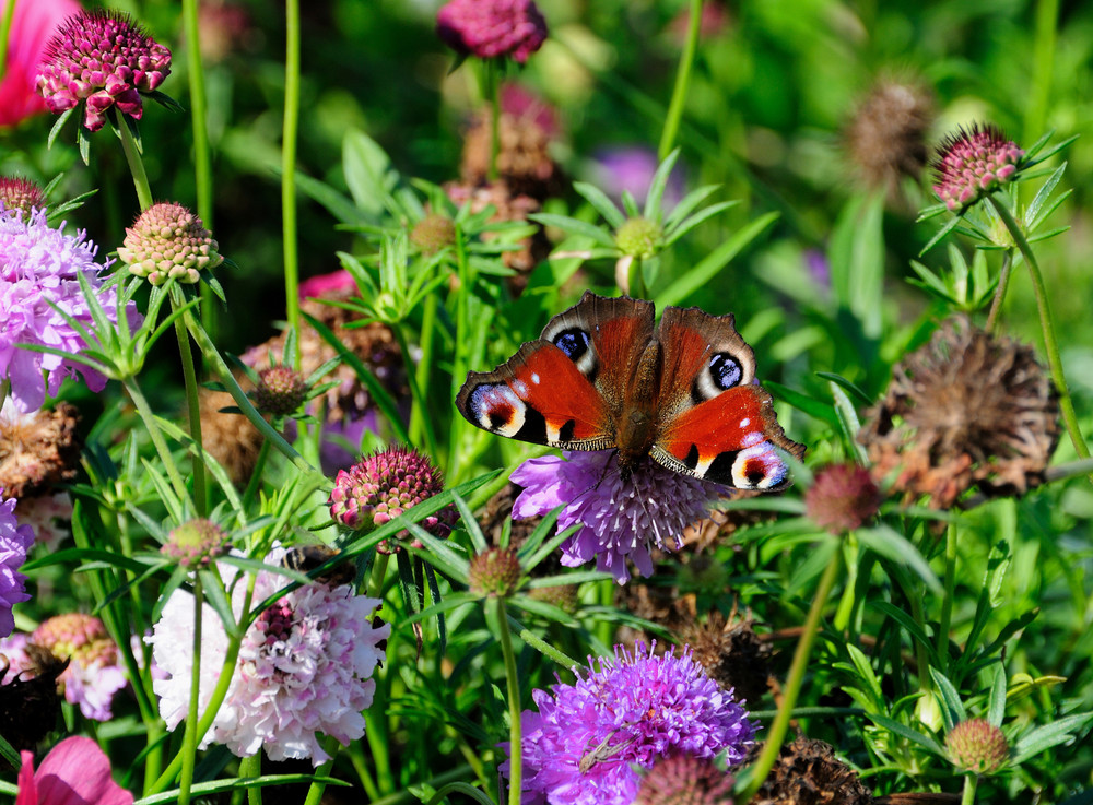 late summer encounters