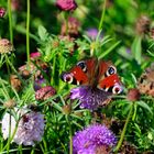 late summer encounters